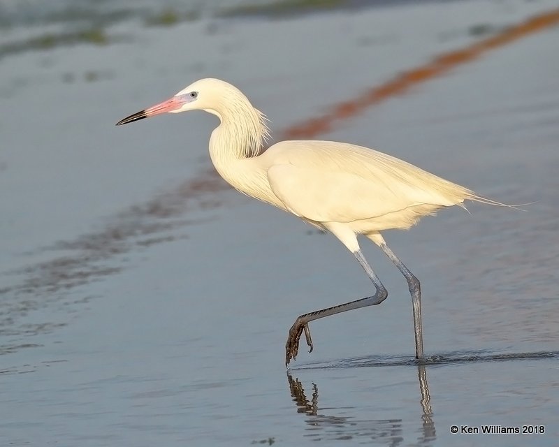 Reddish Egret, white morph, S. Padre Island, TX, 4-26-18, Jza_75974.jpg