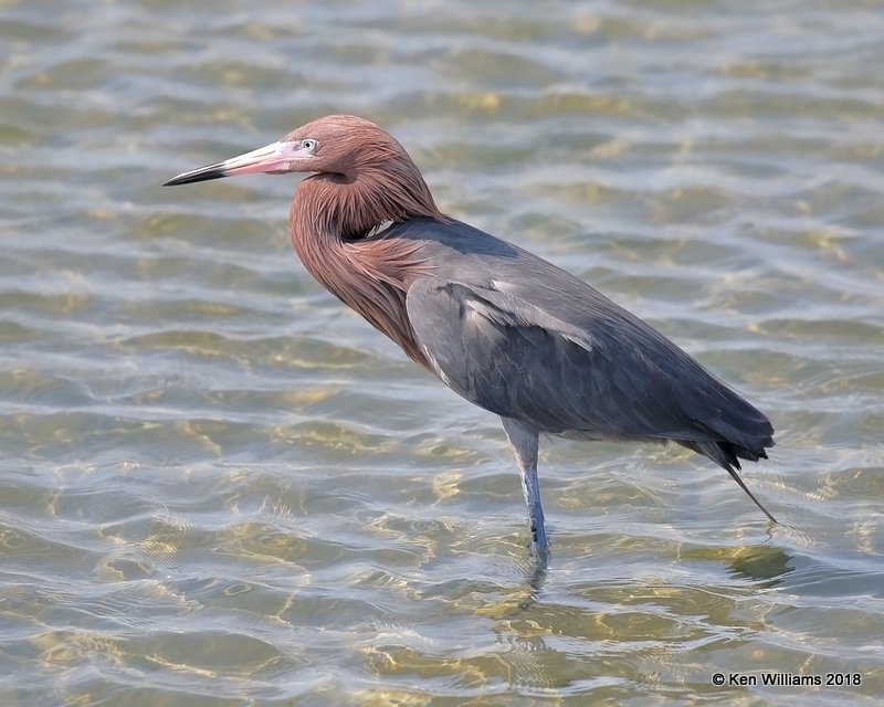 Reddish Egret, dark morph, S. Padre Island, TX, 4-24-18, Jza_73871.jpg