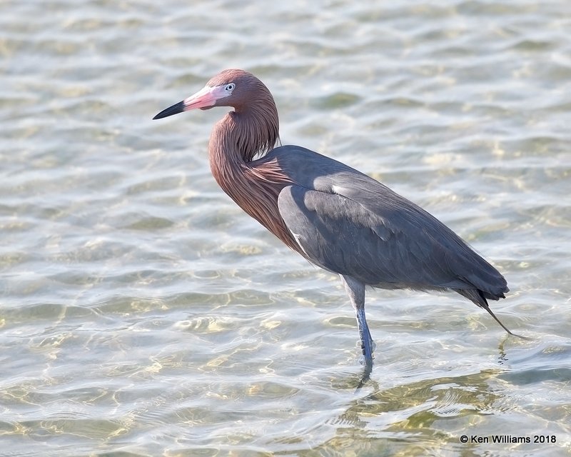 Reddish Egret, dark morph, S. Padre Island, TX, 4-24-18, Jza_73878.jpg