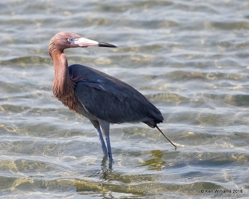 Reddish Egret, dark morph, S. Padre Island, TX, 4-24-18, Jza_73886.jpg