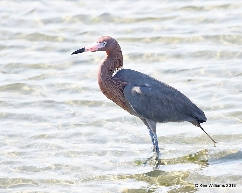 Reddish Egret - dark morph, S. Padre Island, TX, 4-24-18, Jza_73889.jpg