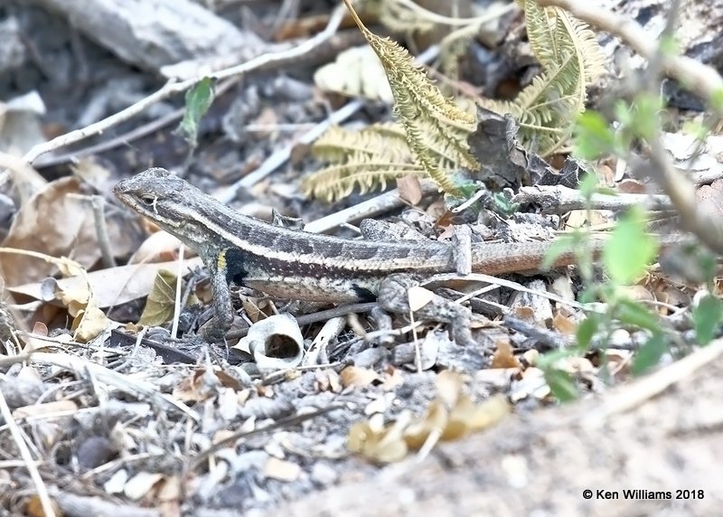 Rose-bellied Lizard, Sceloporus variabilis, Santa Ana NWR, TX, 4-22-18, Jza_70983.jpg
