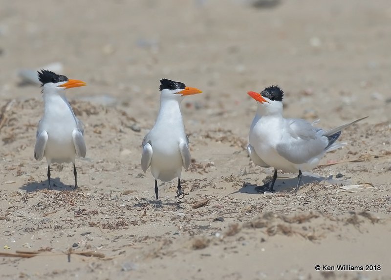 Royal Terns,  Boca Chica beach, TX, 4-25-18, Jza_74728.jpg