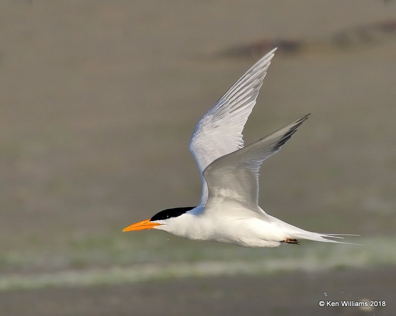 Royal Tern, S. Padre Island, TX, 4-26-18, Jza_75833.jpg