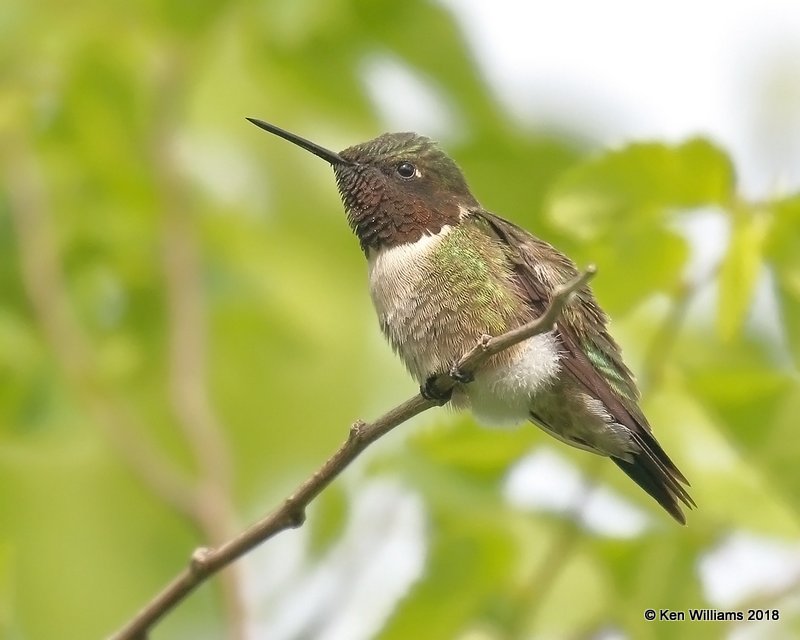 Ruby-throated Hummingbird male, Quintana Beach County Park, TX, 4-20-18, Jza_67619.jpg