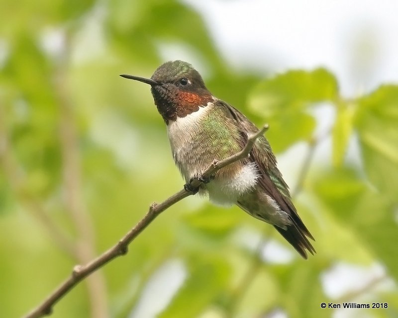 Ruby-throated Hummingbird male, Quintana Beach County Park, TX, 4-20-18, Jza_67620.jpg