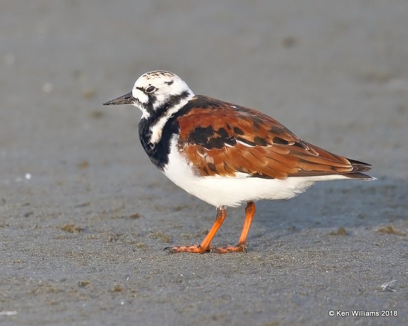 Ruddy Turnstone, breeding plumage, S. Padre Island, TX, 4-26-18, Jza_75991.jpg