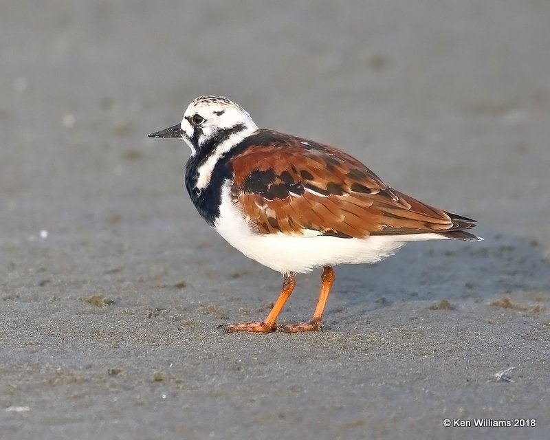 Ruddy Turnstone, breeding plumage, S. Padre Island, TX, 4-26-18, Jza_75992.jpg