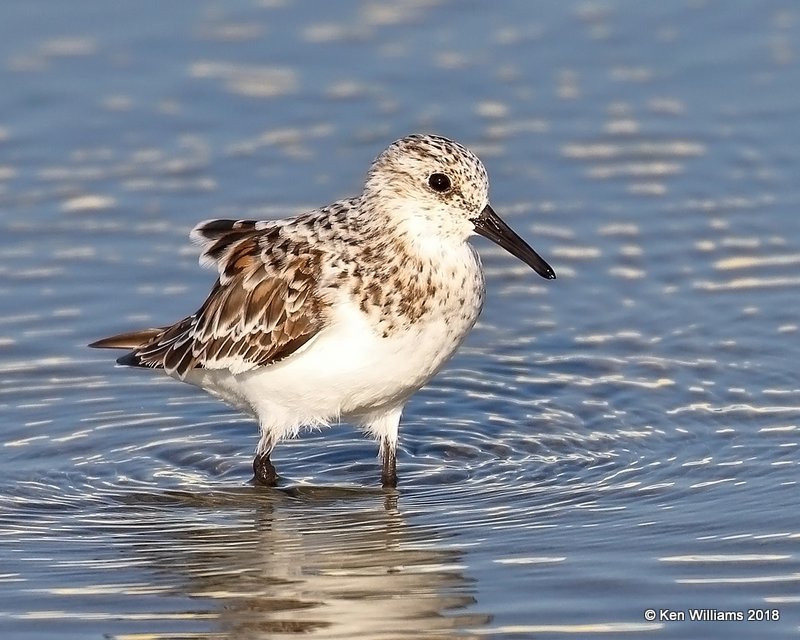 Sanderling, S. Padre Island, TX, 4-26-18, Jza_75682.jpg