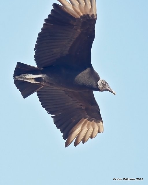 Black Vulture, Brownsville Dump, TX, 4-25-18, Jpa_74488.jpg