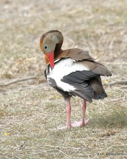 Black-bellied Whistling-Duck, Estero Llano Grande SP, TX, 4-22-18, Jpa_70494.jpg