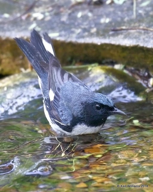 Black-throated Blue Warbler male, S. Padre Island, TX, 4-24-18, Jpa_73527.jpg