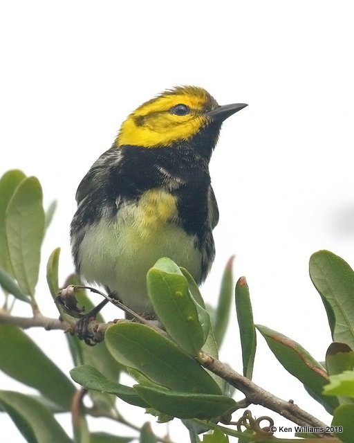 Black-throated Green Warbler male, Quintana Beach County Park, TX, 4-21-18, Jpa_69347.jpg