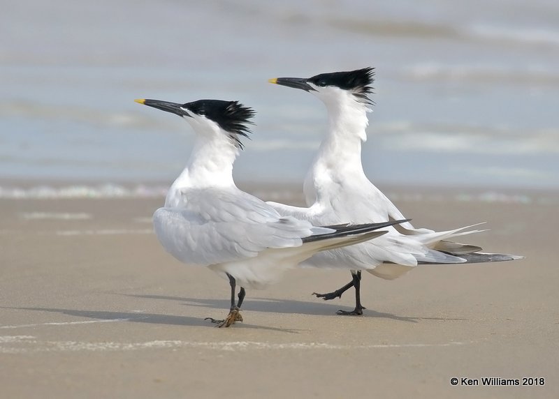 Sandwich Terns, Surfside Beach area, TX, 4-20-18, Jza_69105.jpg