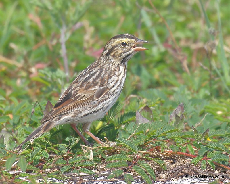 Savannah Sparrow, Anahuac NWR, TX, 4-18-18, Jza_66309.jpg