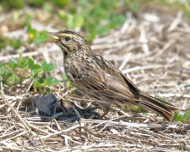 Savannah Sparrow, Anahuac NWR, TX, 4-18-18, Jza_66365.jpg