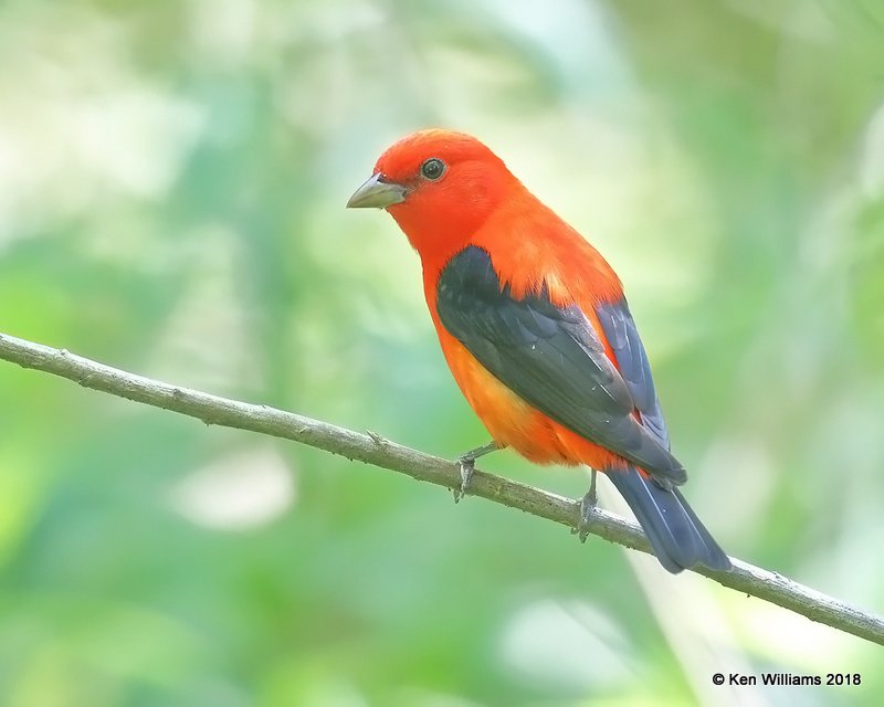 Scarlet Tanager male, High Island, TX, 4-17-18, Jza_66094.jpg