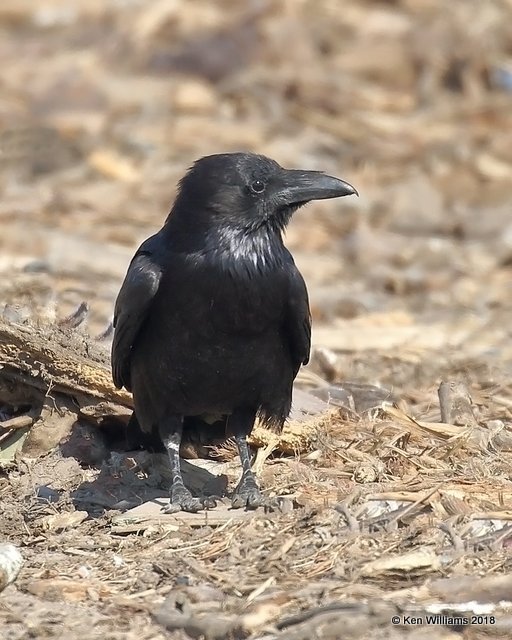 Chihuahuan Raven, Brownsville Dump, TX, 4-25-18, Jpa_74629.jpg