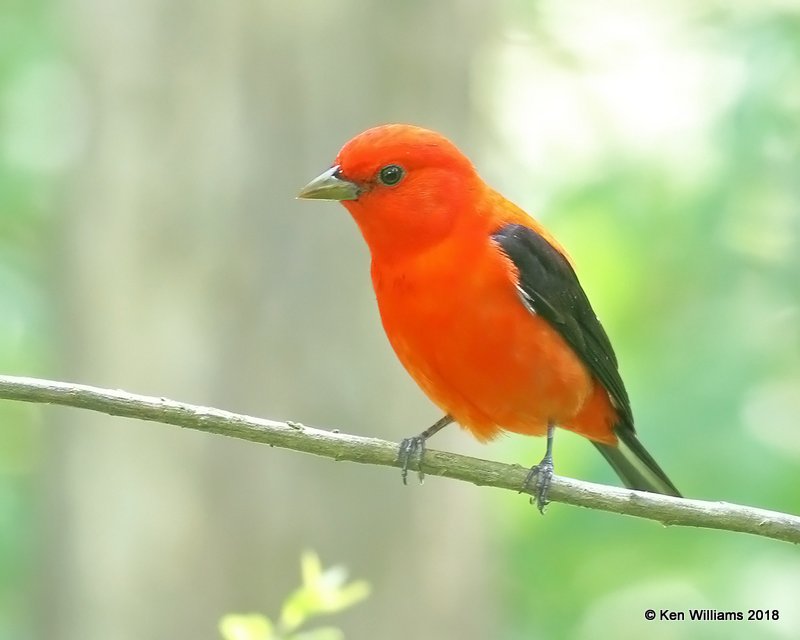 Scarlet Tanager male, High Island, TX, 4-17-18, Jza_66102.jpg