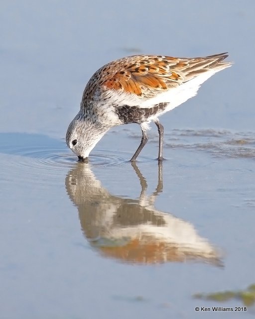 Dunlin breeding plumage, S. Padre Island, TX, 4-26-18, Jpa_75578.jpg