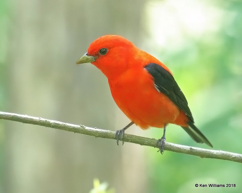 Scarlet Tanager male, High Island, TX, 4-17-18, Jza_66105.jpg