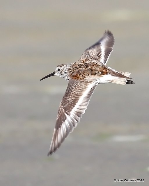 Dunlin breeding plumage, S. Padre Island, TX, 4-26-18, Jpa_75595.jpg