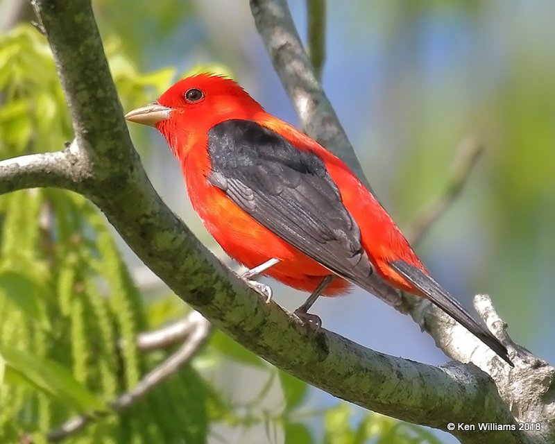 Scarlet Tanager male, High Island, TX, 4-17-18, Jza_66130.jpg