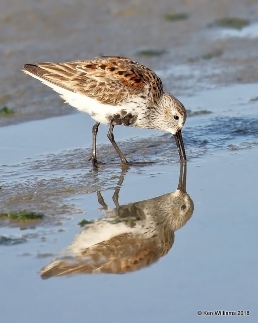 Dunlin breeding plumage, S. Padre Island, TX, 4-26-18, Jpa_75720.jpg