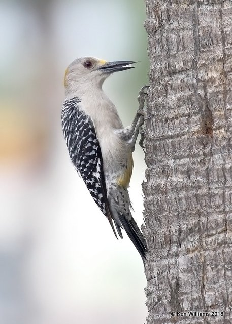 Golden-fronted Woodpecker female, Weslaco, TX, 4-21-18, Jpa_69609.jpg