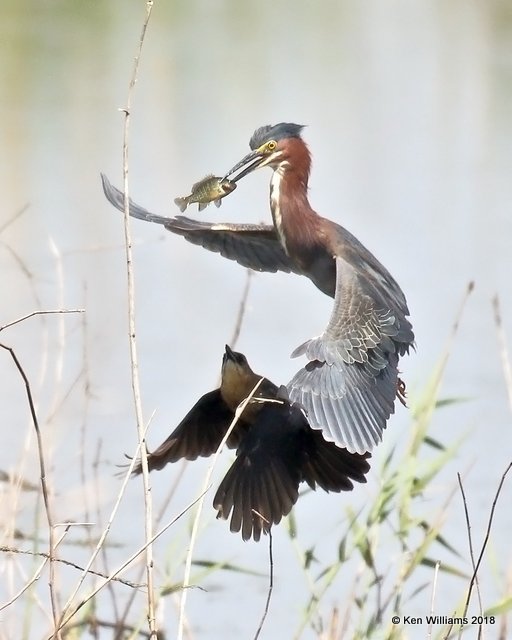 Green Heron being chased by Great-tailed Grackle, Anahuac NWR, TX, 4-18-18, Jza_66397.jpg