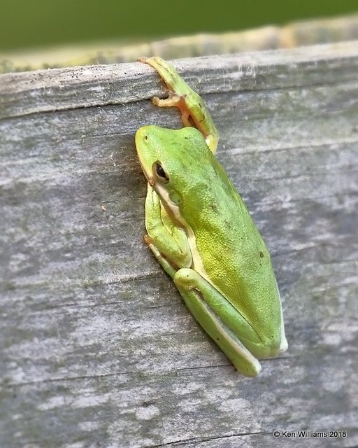 Green Treefrog, Sabine Woods, TX, 4-19-18, Jza_66760.jpg