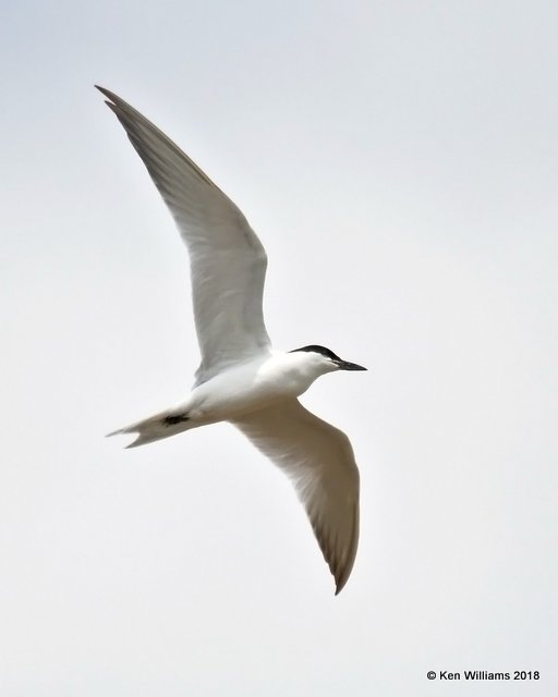 Gull-billed Tern, Old Port Isabella Road, TX, 4-23-18, Jza_72240.jpg