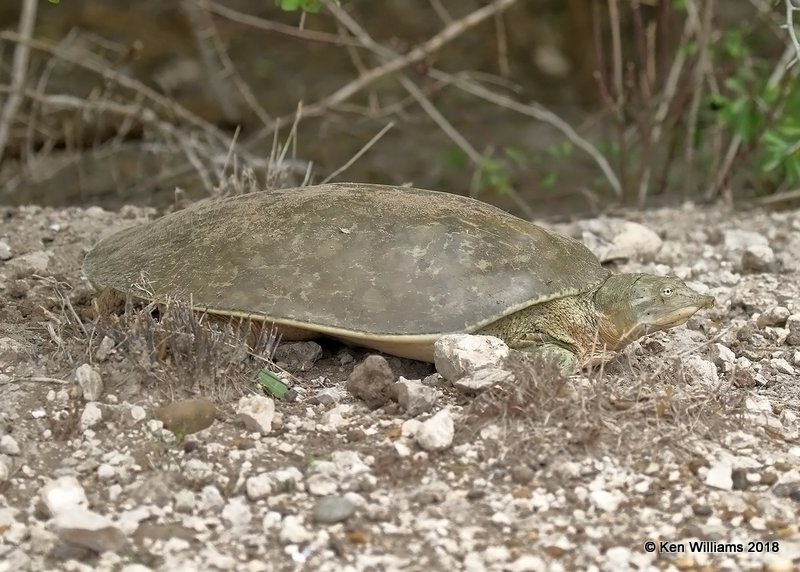 Spiny Soft-shelled Turtle, Apalone spinifera emoryi, Estero Llano Grande SP, TX, 4-22-18, Jza_70558.jpg