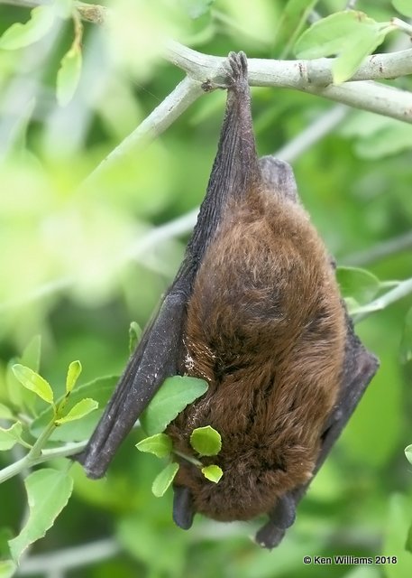 Mexican Free-Tailed Bat, Estero Llano Grande SP, TX, 4-22-18, Jza_70393.jpg