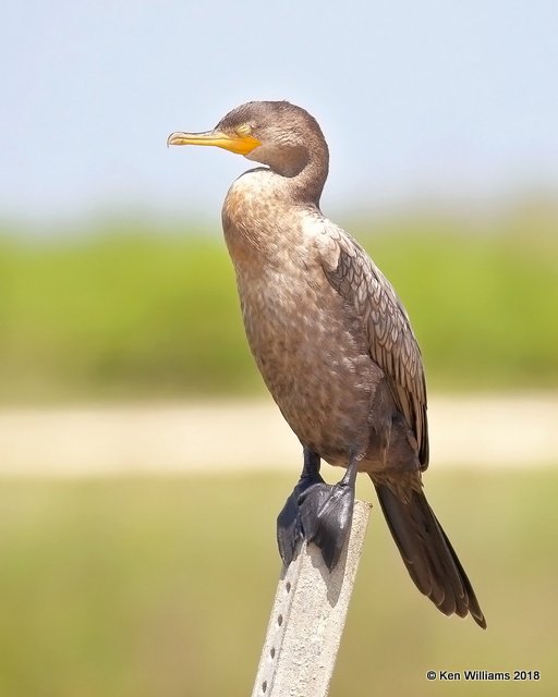 Neotropic Cormorant 1st year, Anahuac NWR, TX, 4-18-18, Jza_66494.jpg