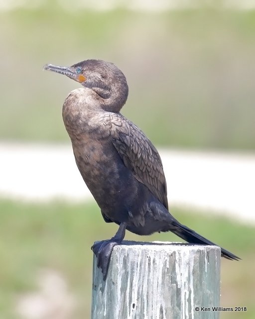 Neotropic Cormorant 1st year, Anahuac NWR, TX, 4-18-18, Jza_66499.jpg