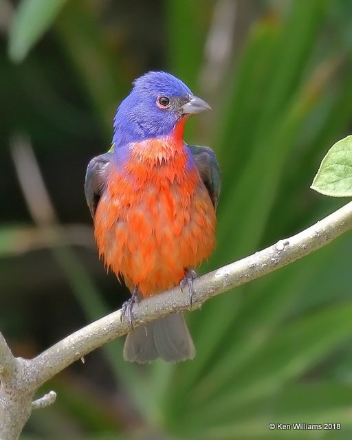 Painted Bunting male, S. Padre Island, TX, 4-23-18, Jza_72292.jpg