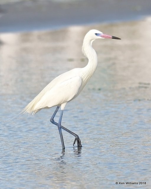 Reddish Egret, white morph, S. Padre Island, TX, 4-26-18, Jza_75918.jpg