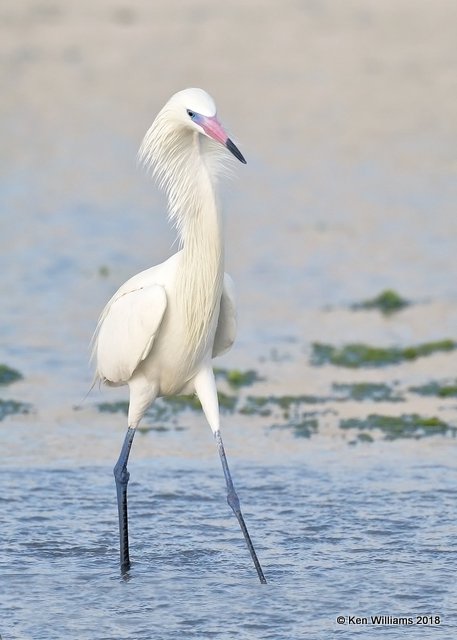 Reddish Egret, white morph, S. Padre Island, TX, 4-26-18, Jza_75919.jpg