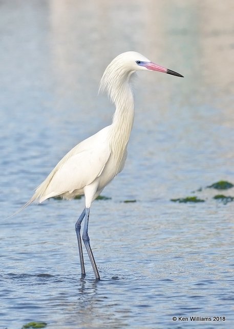 Reddish Egret,  white morph, S. Padre Island, TX, 4-26-18, Jza_75923.jpg