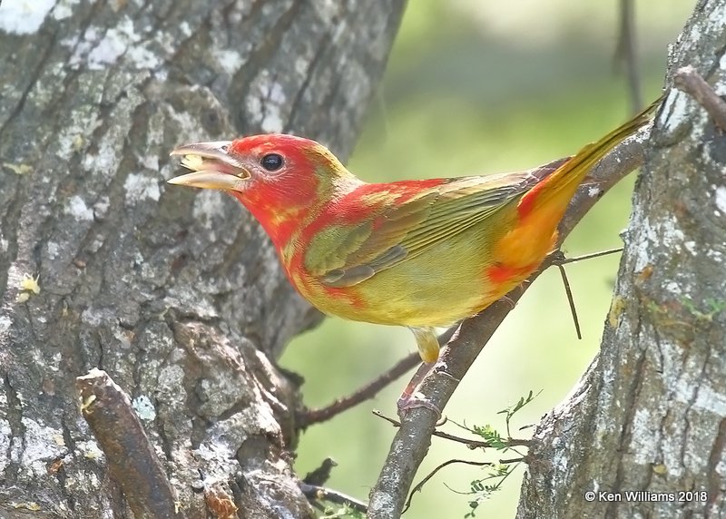 Summer Tanager 1st year male, S. Padre Island, TX, 4-25-18, Jza_74923.jpg