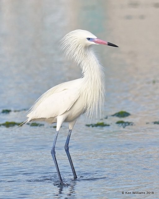 Reddish Egret, white morph, S. Padre Island, TX, 4-26-18, Jza_75928.jpg