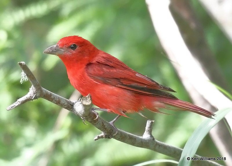 Summer Tanager male, S. Padre Island, TX, 4-26-18, Jza_76358.jpg