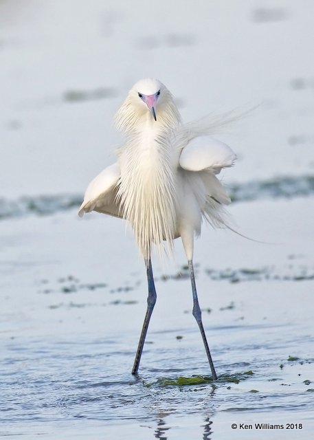 Reddish Egret, white morph, S. Padre Island, TX, 4-26-18, Jza_75941.jpg