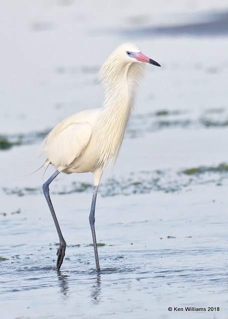 Reddish Egret, white morph, S. Padre Island, TX, 4-26-18, Jza_75942.jpg