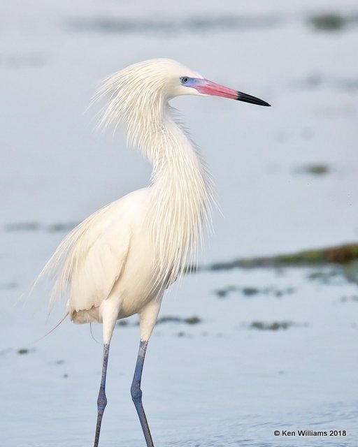Reddish Egret, white morph, S. Padre Island, TX, 4-26-18, Jza_75949.jpg