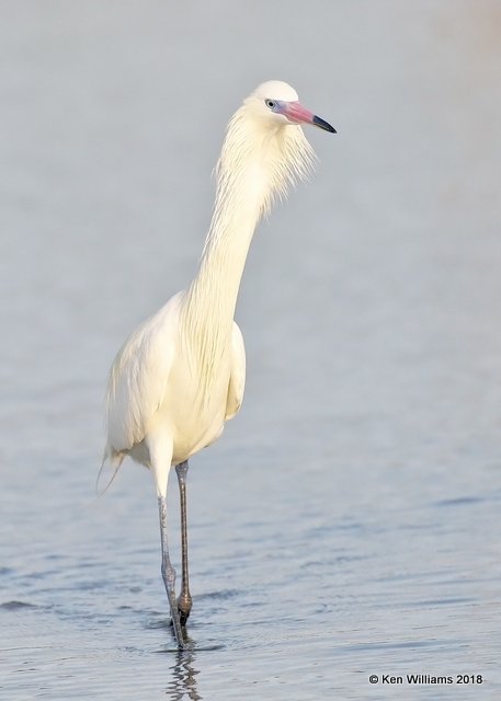 Reddish Egret, white morph, S. Padre Island, TX, 4-26-18, Jza_75959.jpg