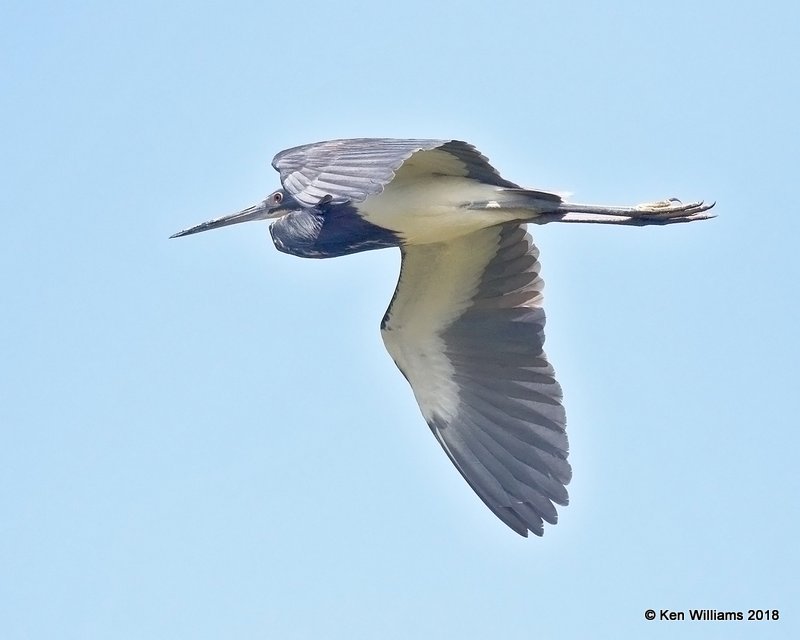 Tricolored Heron, S. Padre Island, TX, 4-26-18, Jza_75361.jpg