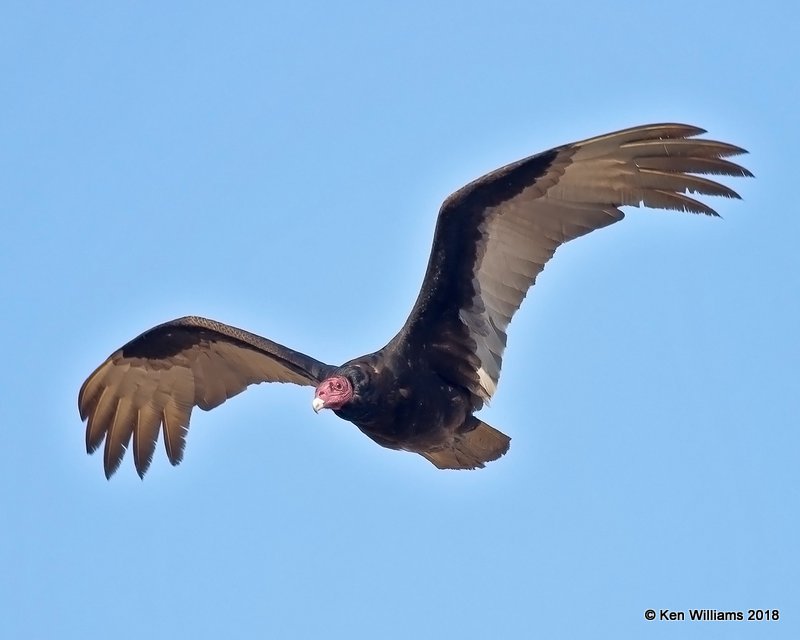 Turkey Vulture, Brownsville Dump, TX, 4-25-18, Jza_74505.jpg