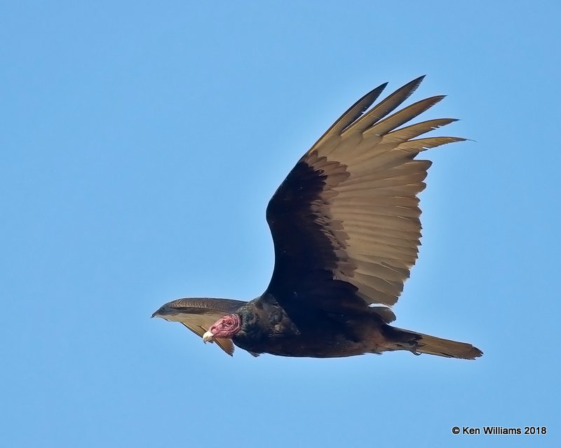 Turkey Vulture, Brownsville Dump, TX, 4-25-18, Jza_74512.jpg